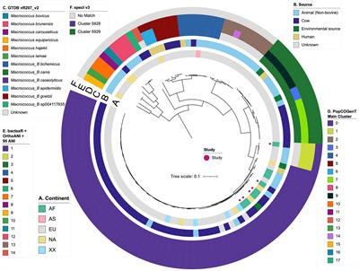 Genus-wide genomic characterization of Macrococcus: insights into evolution, population structure, and functional potential